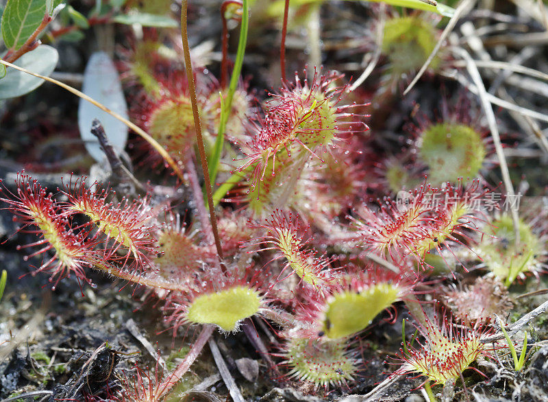 紫菜(Drosera rotundifolia)